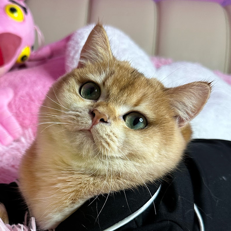Princess Nika cat