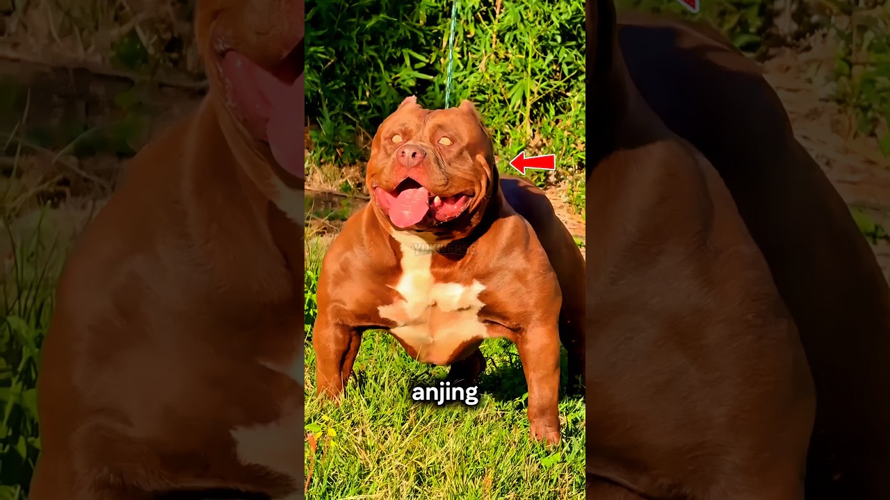 Kenapa Anjing Ini Dilarang di Puluhan Negara?!