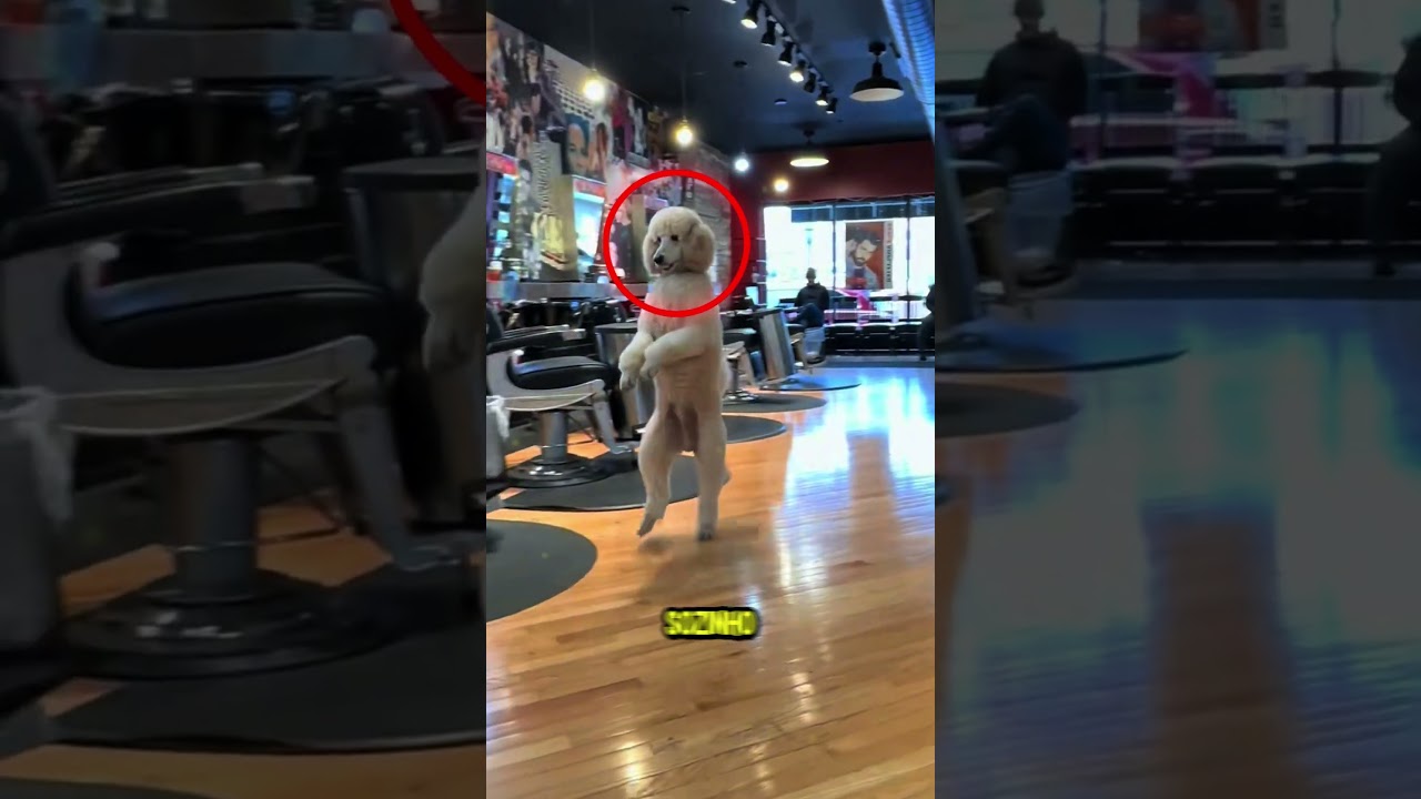 Esse cachorro anda igual humano...